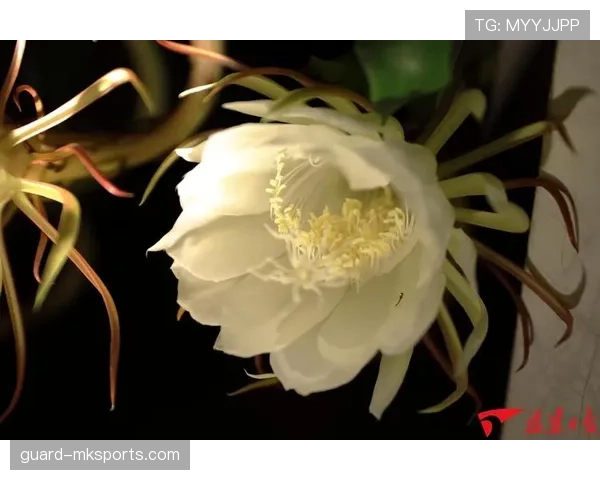 帕尔默高光表现能否持续：是否昙花一现